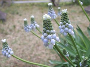 ムスカリ　レディブルー