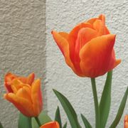 オレンジのチューリップ