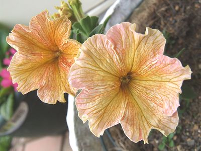 ドルチェフランベ