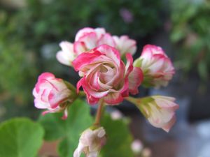 キャンディボール