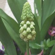 ムスカリ　グリーンパール