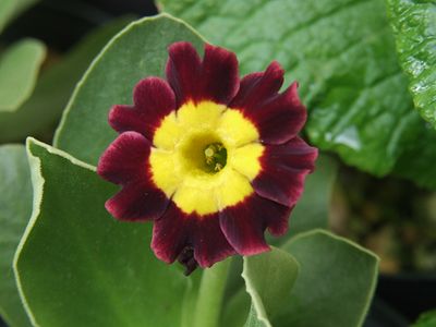 ガーデンオーリキュラ