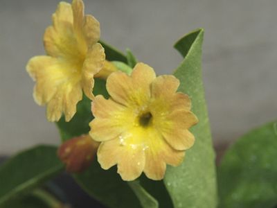 ガーデンオーリキュラ