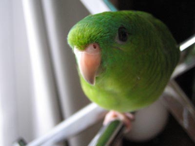 サザナミインコ