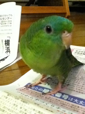 サザナミインコ