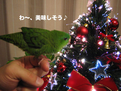 クリスマスツリーとサザナミインコ