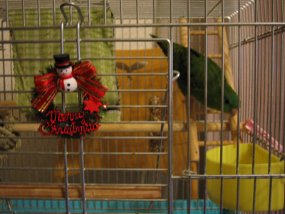 サザナミインコのカゴ