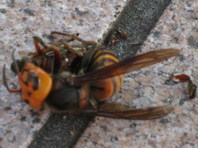 スズメバチ2