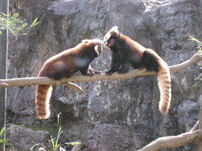 レッサーパンダ