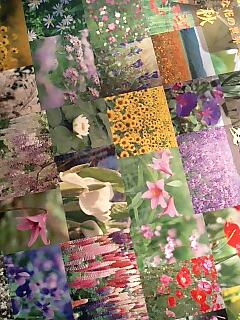 flowers01
