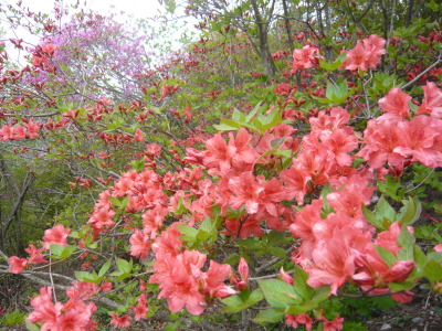 水沢山頂にて　２０１０．５．２２