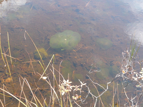 オオサンショウウオの卵