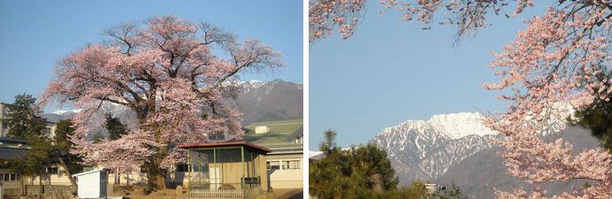 中央アルプスと百年桜.JPG
