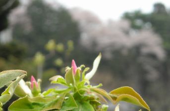 カリンの花・・・後方は桜.JPG