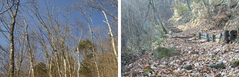 落ち葉に覆われた登山道.jpg
