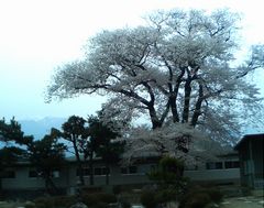 百年桜.JPG