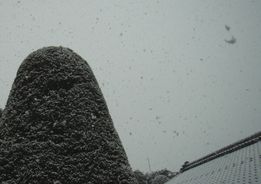 春の雪.JPG