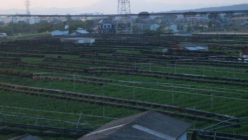 宇治茶園.jpg