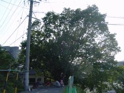 樹