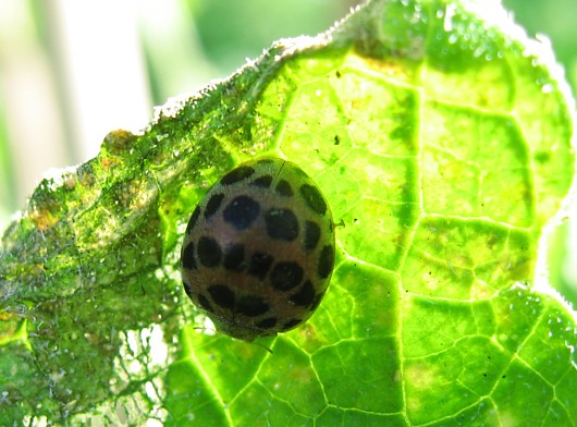 夏野菜の葉っぱが大スキなやつら.jpg