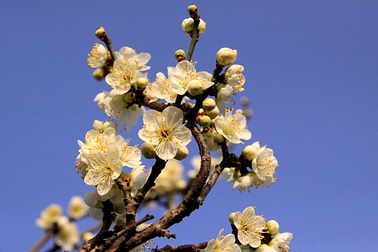 はるがそこまで・・・梅の花、花盛り.jpg