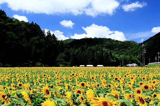 太陽の使者・・・でも暑すぎ03.jpg