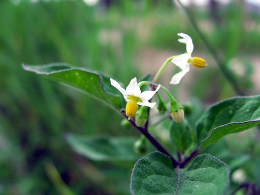 080706 ちびなすびの花.jpg