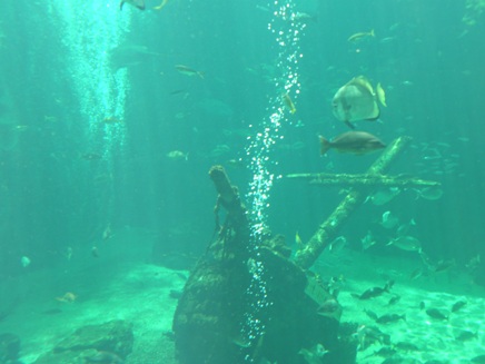 箱根園水族館