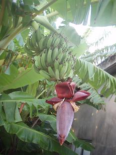 バナナの花.JPG