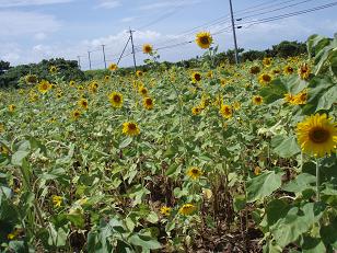ひまわり畑.JPG