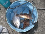 魚