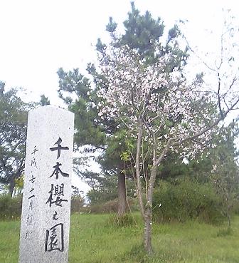 秋の桜