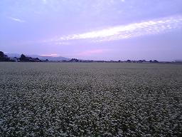 蕎麦畑　　永平寺町