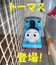 ﾄｰﾏｽﾀﾞﾖ.JPG