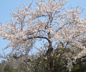 CIMG6115.山桜満開JPG.JPG