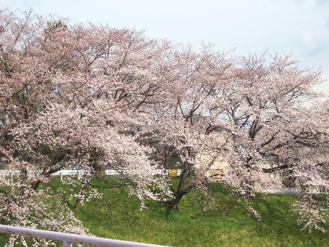 CIMG3875.土手の桜JPG.JPG