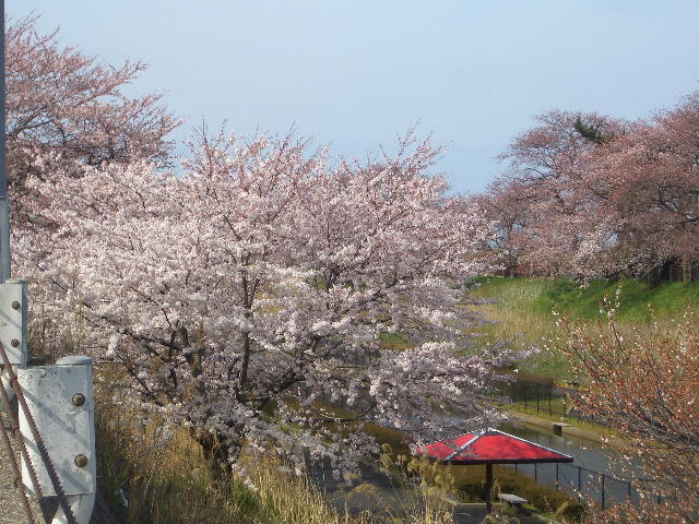 CIMG3873.桜満開JPG.JPG