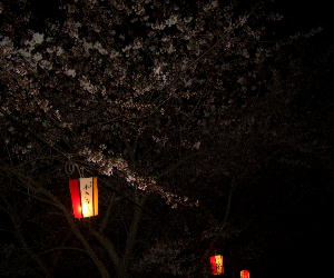 CIMG3888.ぼんぼりと夜桜JPG.JPG