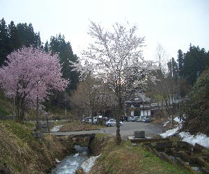 CIMG7915.朝大沢館の桜とJPG.JPG