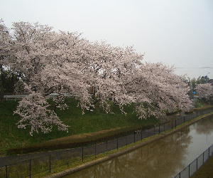 CIMG6076.川へ垂れる桜２JPG.JPG