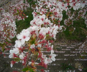 CIMG6079.桜アップJPG.JPG