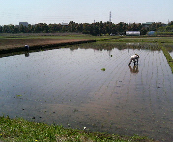 田植え