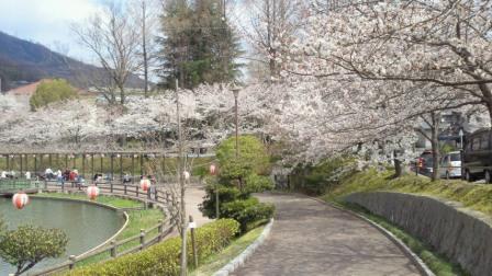 近所の公園の桜1