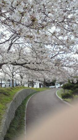 近所の公園の桜2