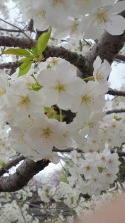 近所の公園の桜3