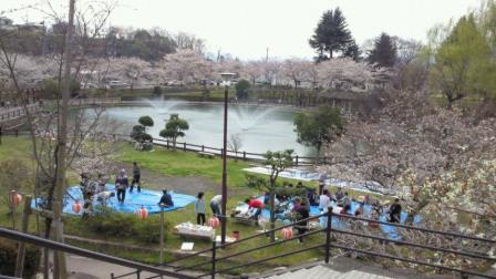 近所の公園の桜4