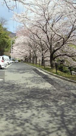 近所の公園の桜5