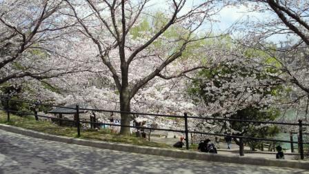 近所の公園の桜6