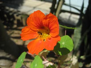 花２