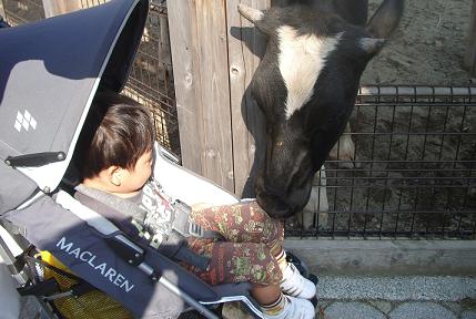 あらかわ遊園ー牛に食われる.jpg